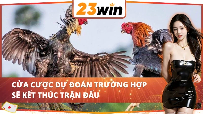 Đá Gà Philippines 23WIN với cửa cược kết thúc trận