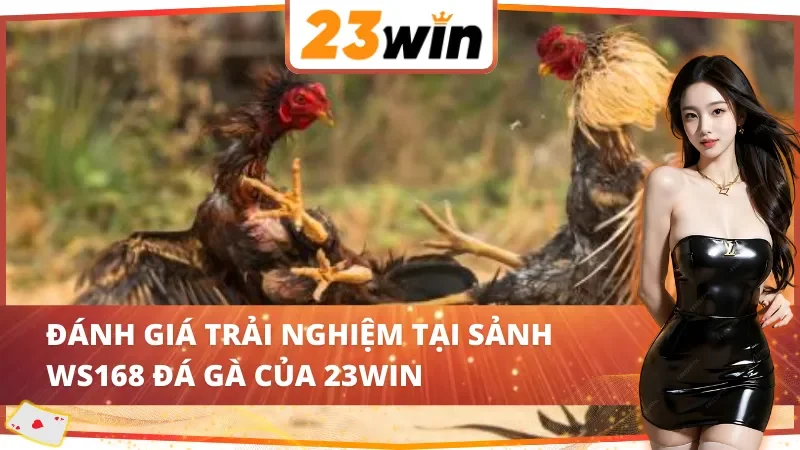 Trải nghiệm bùng nổ cùng WS168 Đá Gà 23WIN
